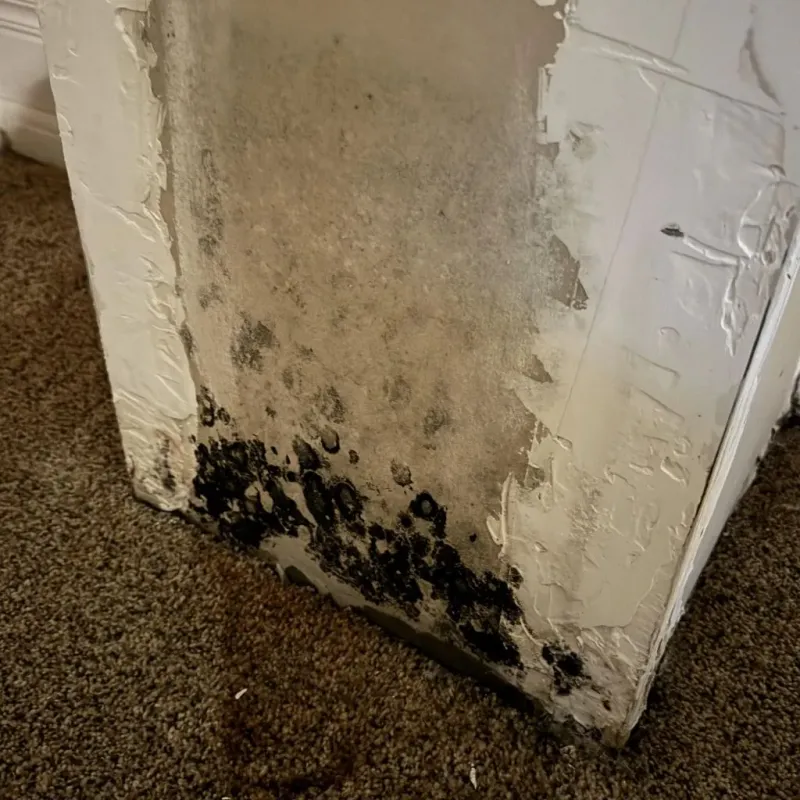 Professional Mold Removal in McGuire AFB, NJ
